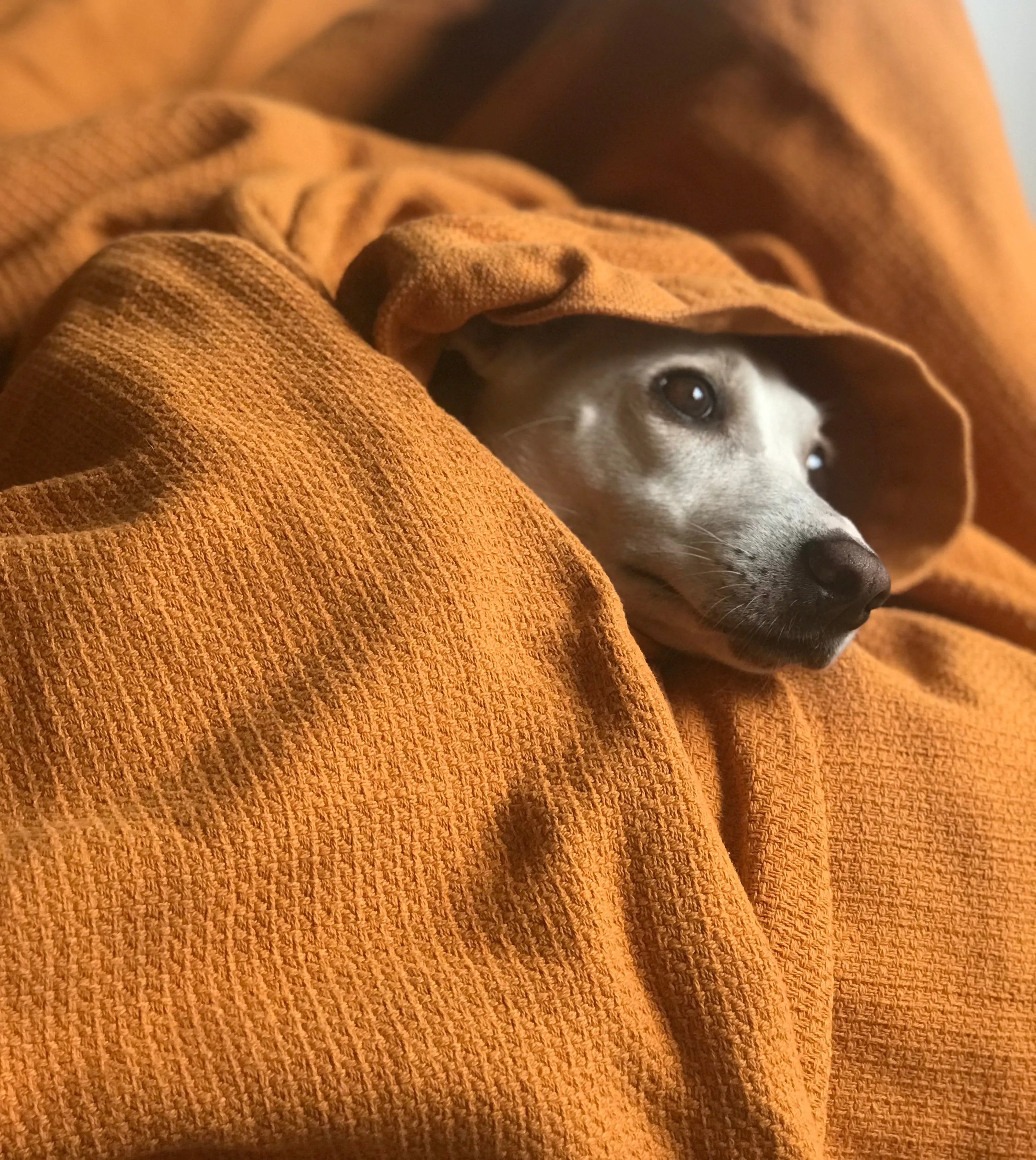 Cozy Organic Blanket
